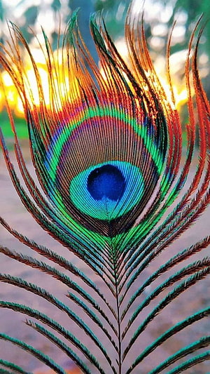 Vibrant Peacock Feather Close-Up with Iridescent Eye Pattern and Golden Backlight HD phone wallpaper