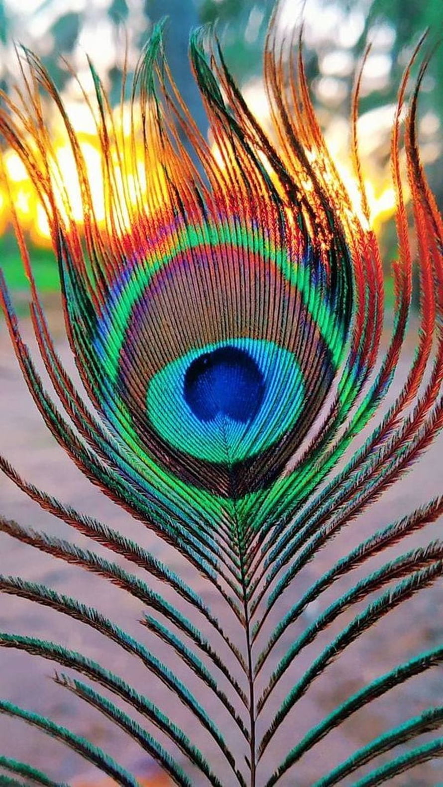 Vibrant Peacock Feather Close-Up with Iridescent Eye Pattern and Golden Backlight HD phone wallpaper