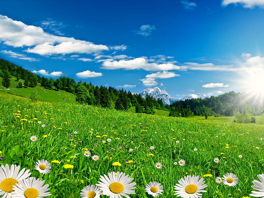 Vibrant Alpine Meadow with Daisies and Snow-Capped Mountains Under a Blue Sky HD wallpaper