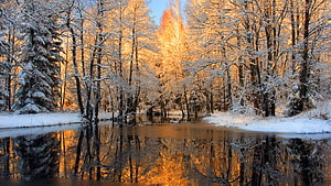 Golden Winter Forest Reflection in a Frozen Lake at Sunset HD wallpaper