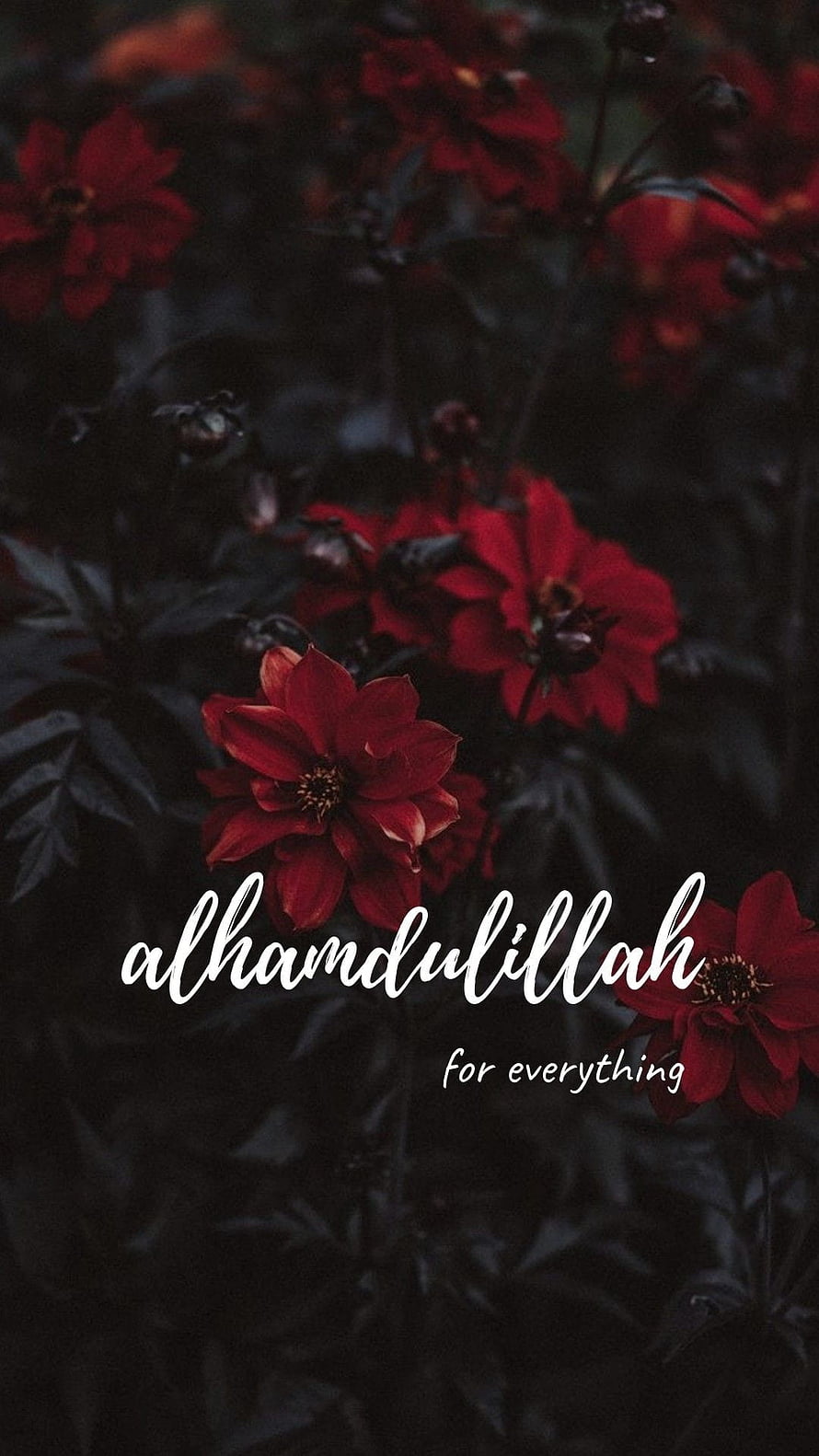 Alhamdulillah for Everything Islamic Quote Over Dark Red Flowers HD phone wallpaper