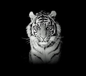 Monochrome Portrait of a White Tiger Staring Directly at the Camera HD wallpaper