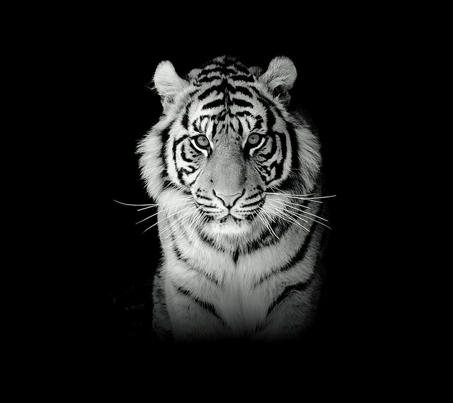 Monochrome Portrait of a White Tiger Staring Directly at the Camera HD wallpaper