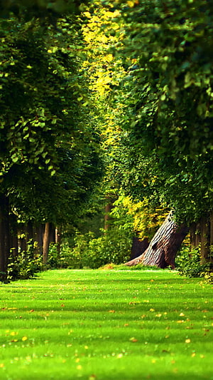 Serene Tree-Lined Park Path with Lush Green Grass and Dappled Sunlight HD phone wallpaper