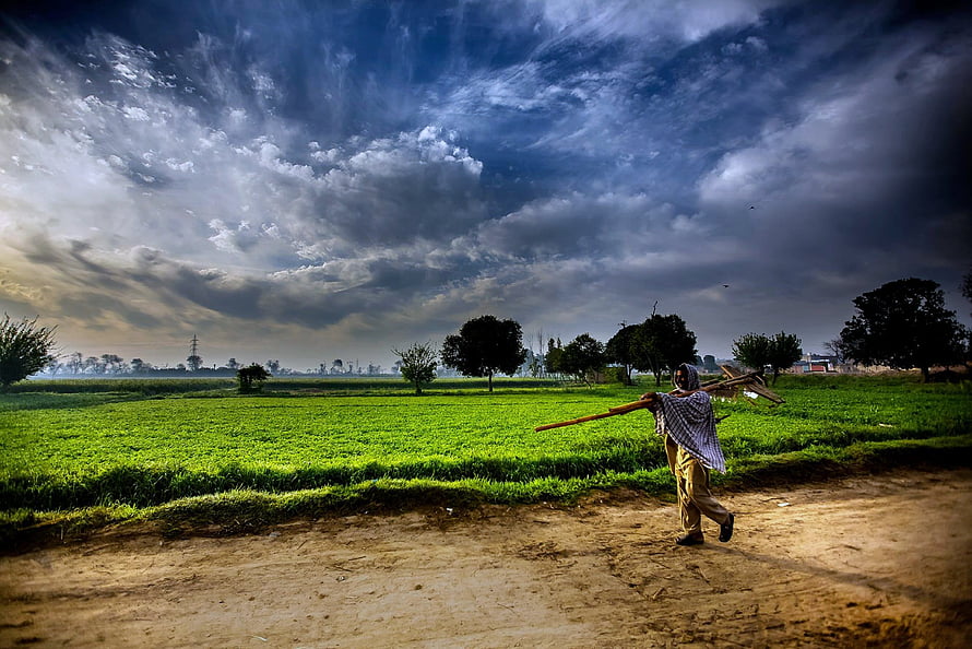 Indian Farmer Walking Through Green Rice Paddy Under Dramatic Stormy Sky HD wallpaper