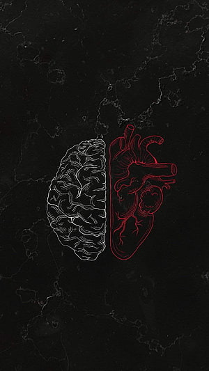 Anatomical Brain and Heart Line Art on Dark Marble Background HD phone wallpaper