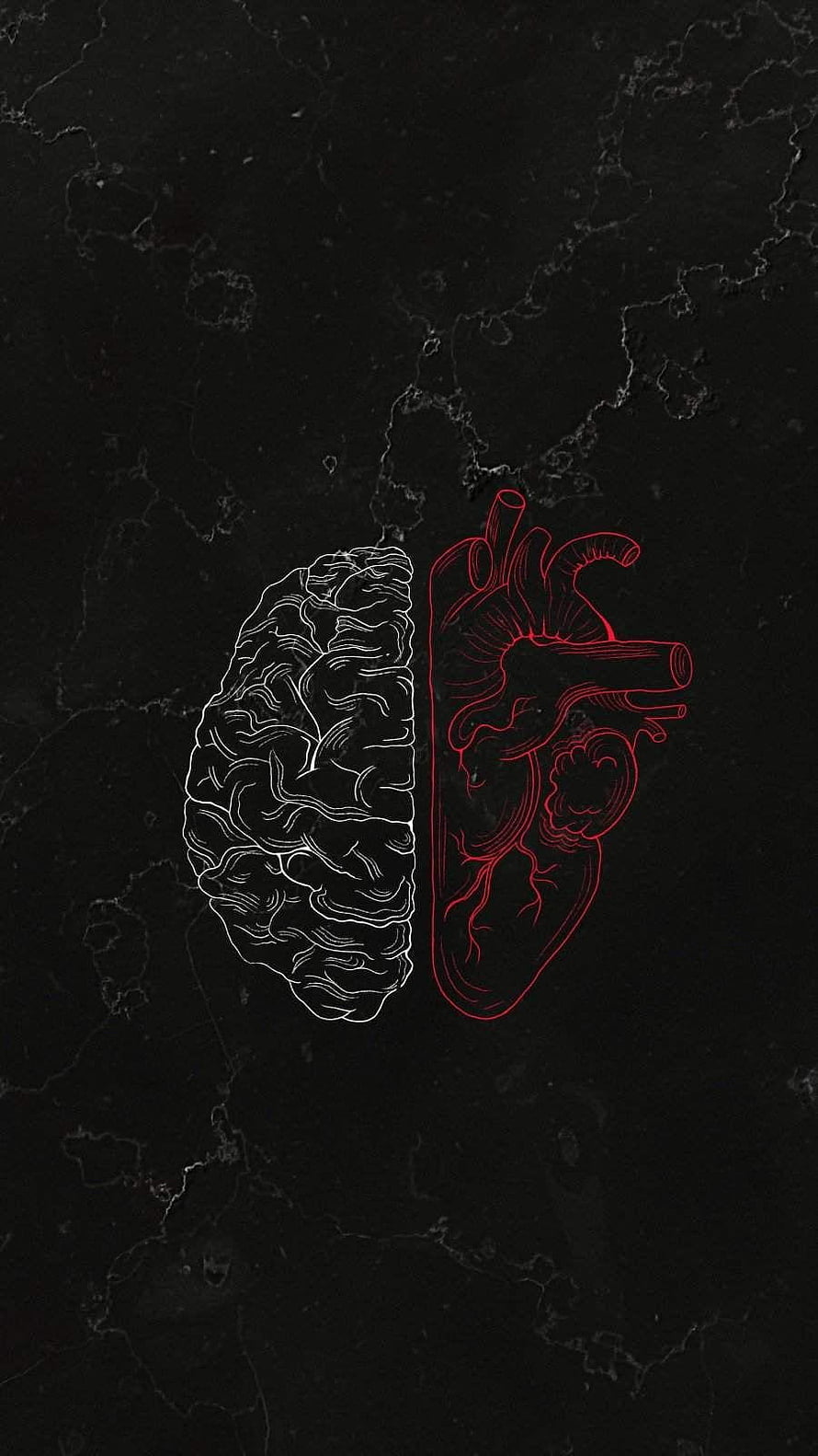 Anatomical Brain and Heart Line Art on Dark Marble Background HD phone wallpaper
