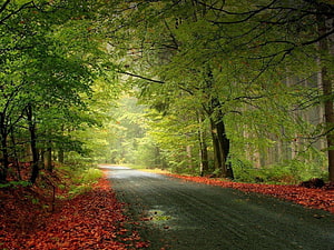 Misty Forest Road Lined With Lush Green Trees And Fallen Autumn Leaves HD wallpaper
