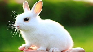 Cute White Baby Rabbit Sitting on Human Hand with Soft Fur and Pink Ears HD wallpaper