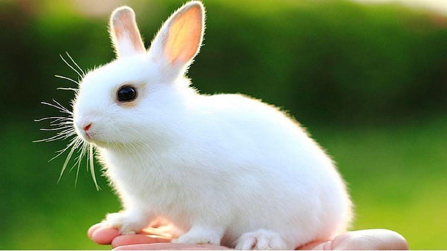 Cute White Baby Rabbit Sitting on Human Hand with Soft Fur and Pink Ears HD wallpaper