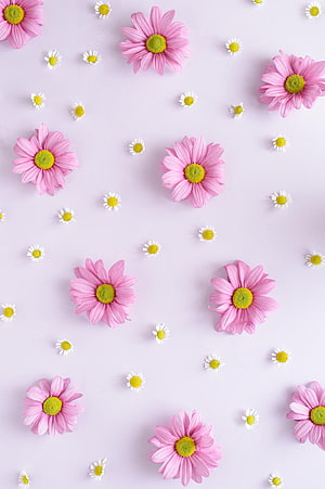 Pink Daisies and White Chamomile Flowers on a Soft Lavender Background HD phone wallpaper