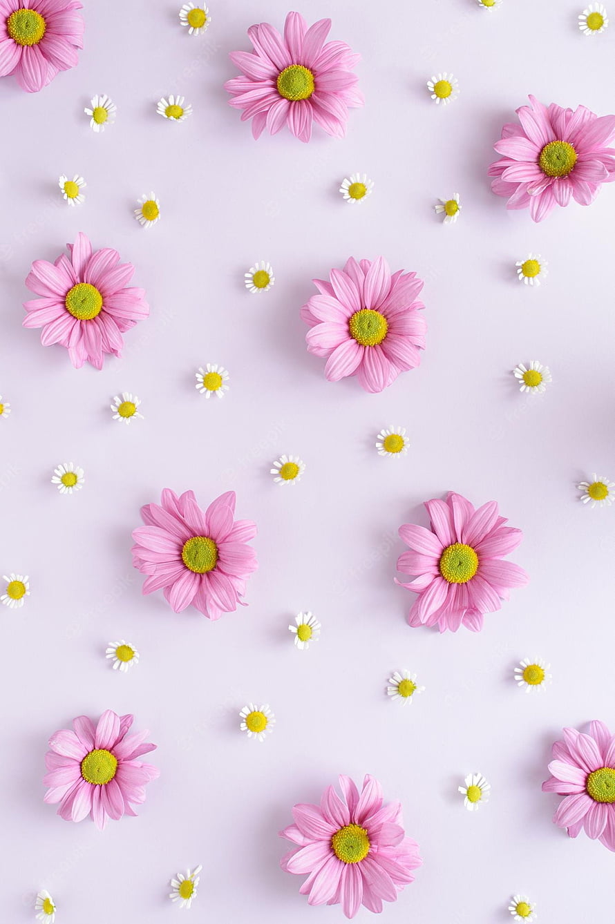 Pink Daisies and White Chamomile Flowers on a Soft Lavender Background HD phone wallpaper