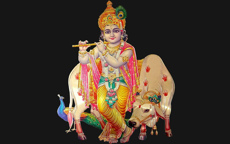 Lord Krishna Riding a White Cow with Flute and Peacock Crown HD wallpaper