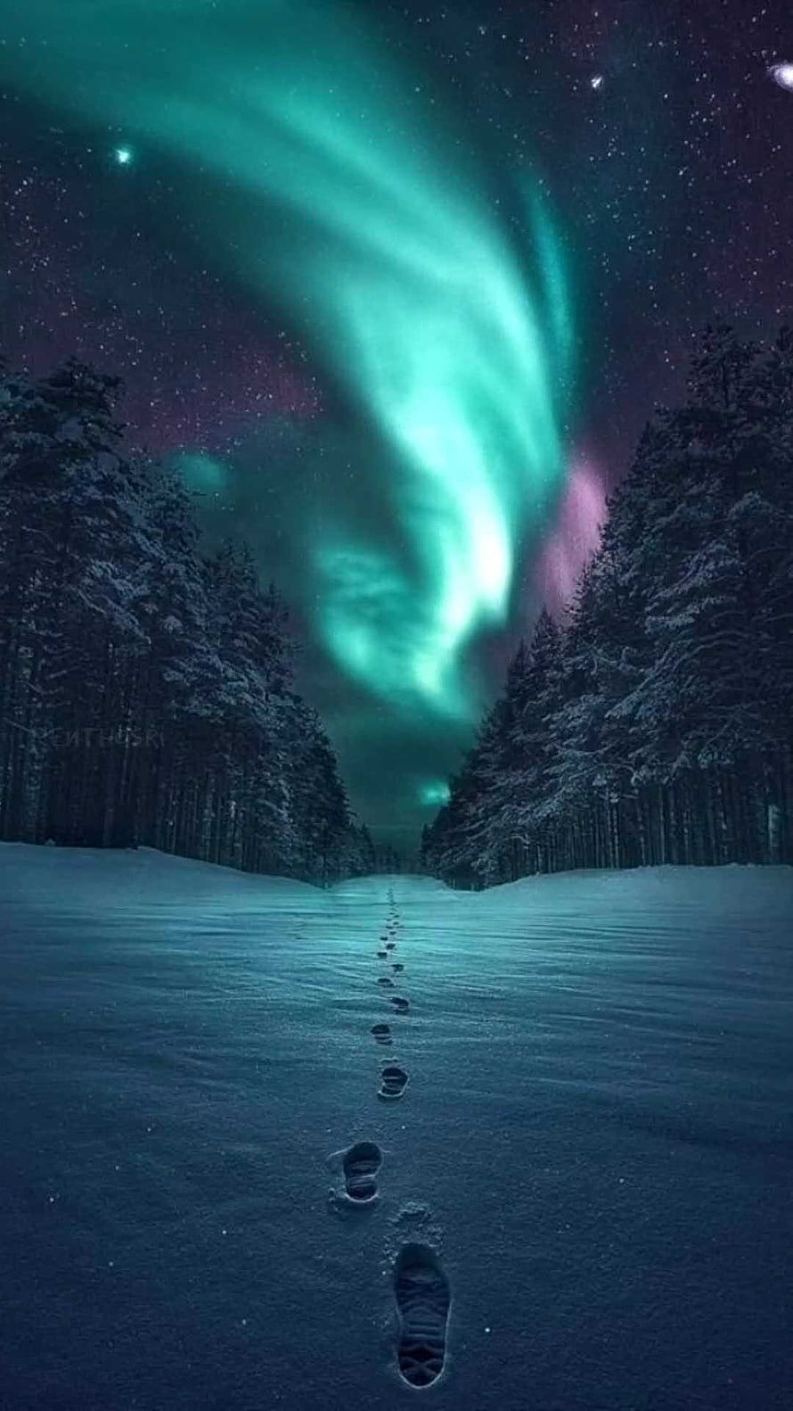 Northern Lights Over Snowy Forest Path With Footprints Under Starry Night Sky HD phone wallpaper