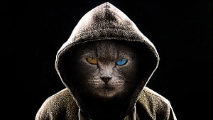 Mysterious Gray Cat in Hooded Garment with Striking Heterochromia Eyes HD wallpaper