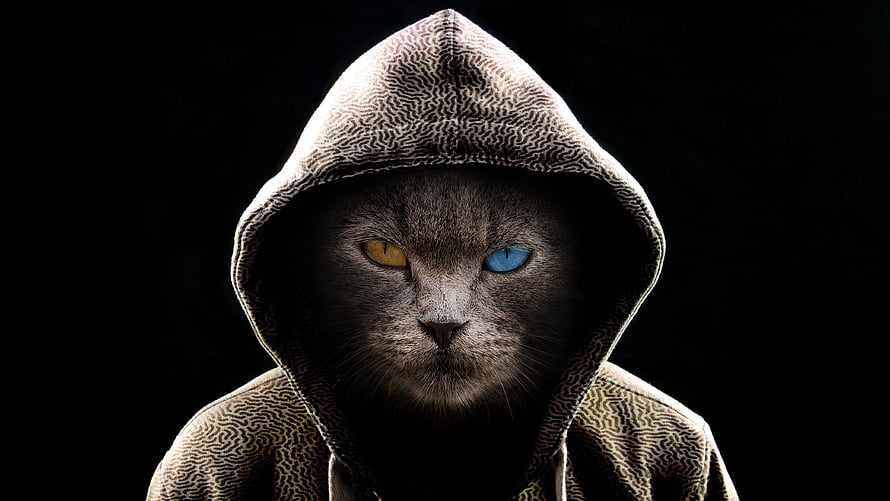 Mysterious Gray Cat in Hooded Garment with Striking Heterochromia Eyes HD wallpaper