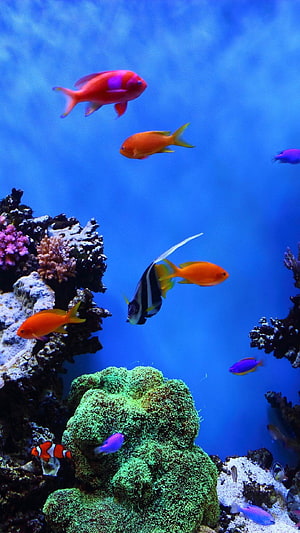 Vibrant Tropical Fish and Colorful Coral Reef in Deep Blue Ocean Water HD phone wallpaper