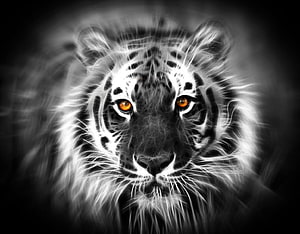 Dramatic Black and White Portrait of a White Tiger with Intense Amber Eyes HD wallpaper