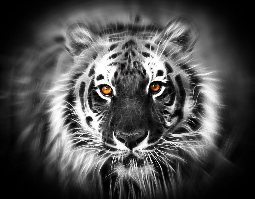 Dramatic Black and White Portrait of a White Tiger with Intense Amber Eyes HD wallpaper