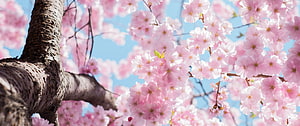 Pink Cherry Blossoms in Full Bloom Against a Clear Blue Sky HD wallpaper