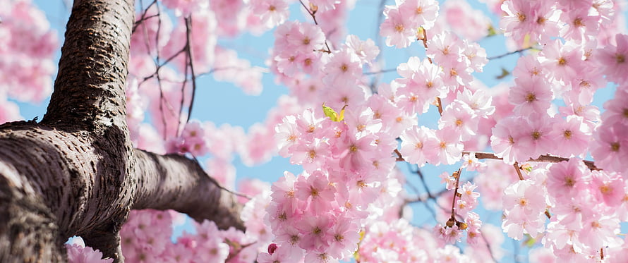 Pink Cherry Blossoms in Full Bloom Against a Clear Blue Sky HD wallpaper