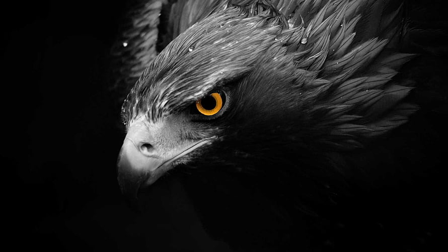 Close-up portrait of a Harpy Eagle with striking amber eyes and detailed feather texture HD wallpaper
