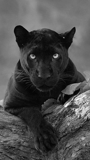 Black Puma Portrait: Intense Gaze of a Melanistic Jaguar Resting on a Weathered Log HD phone wallpaper