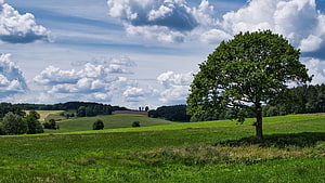 Lone Oak Tree Standing in a Lush Green Pasture Under a Dramatic Cloudy Sky HD wallpaper