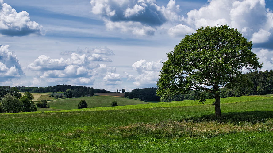 Lone Oak Tree Standing in a Lush Green Pasture Under a Dramatic Cloudy Sky HD wallpaper