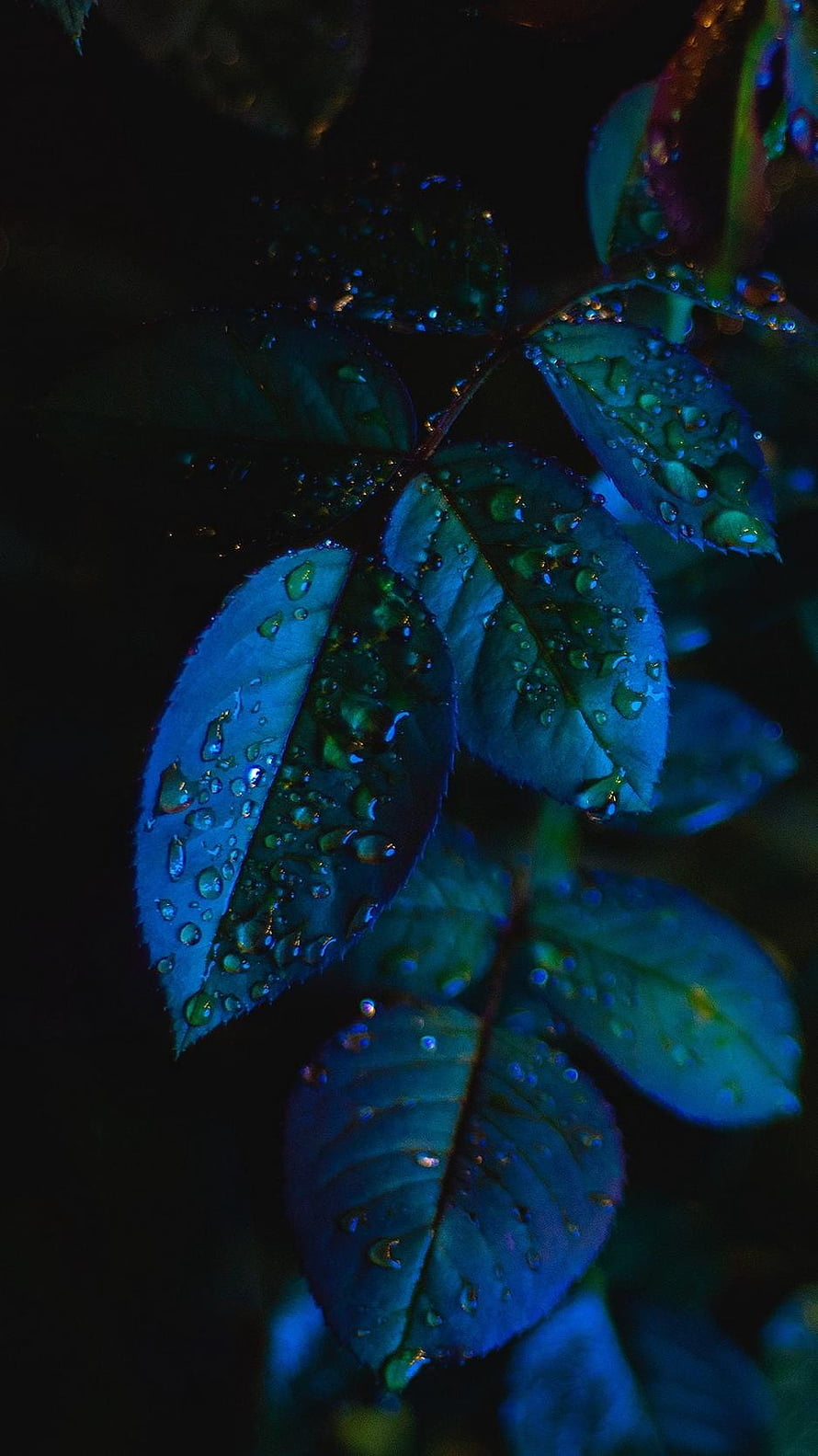 Moody Blue Leaves with Dew Drops in Low Light HD phone wallpaper