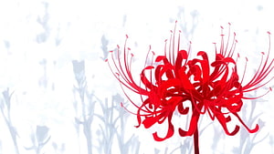 Vibrant Red Spider Lily Bloom Against Soft White Background HD wallpaper