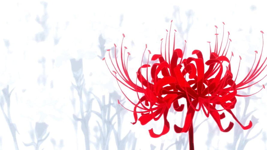 Vibrant Red Spider Lily Bloom Against Soft White Background HD wallpaper