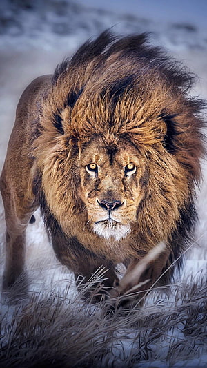 Majestic Male Lion Walking Through Snowy Grassland With Thick Mane HD phone wallpaper