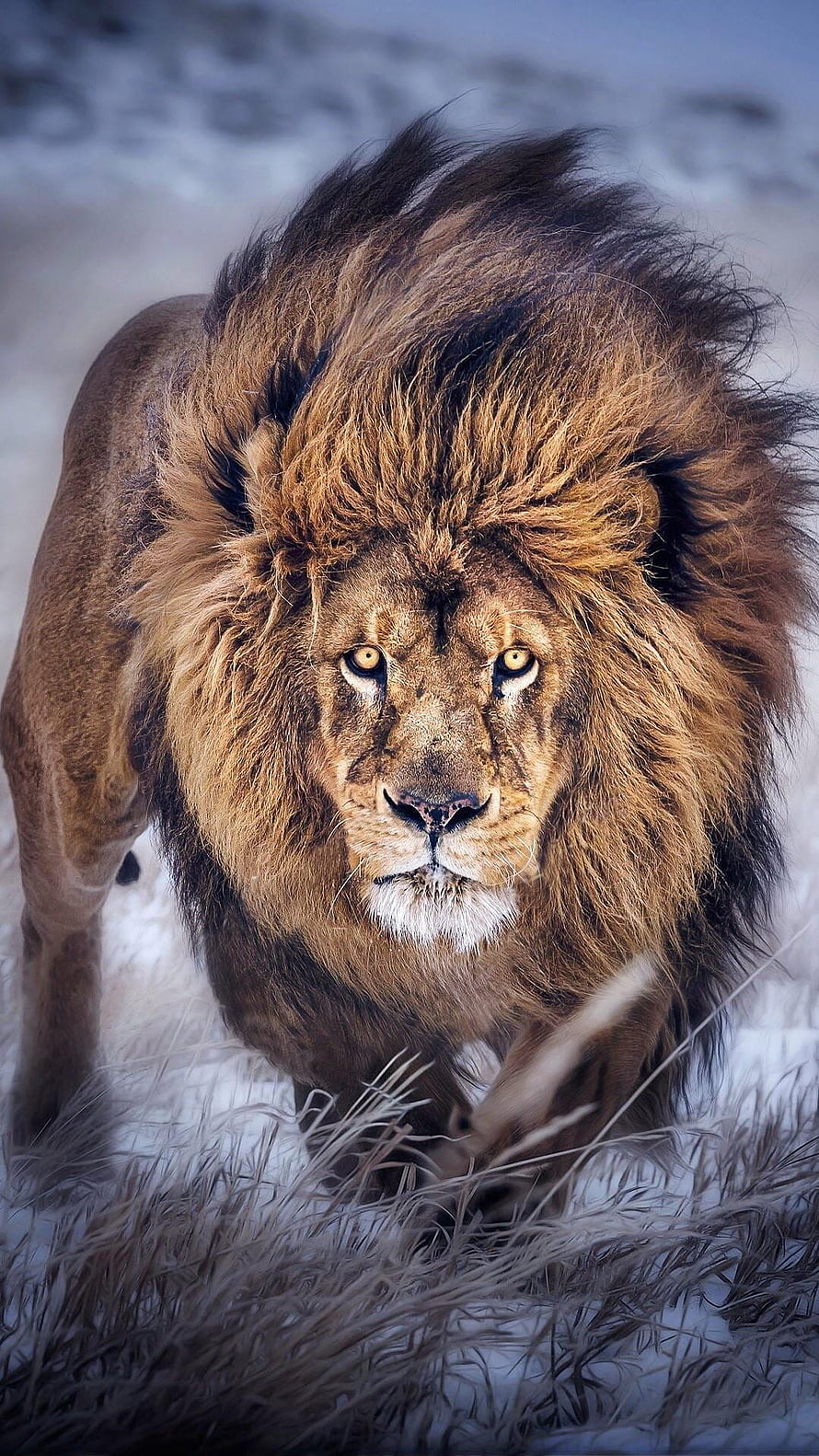 Majestic Male Lion Walking Through Snowy Grassland With Thick Mane HD phone wallpaper