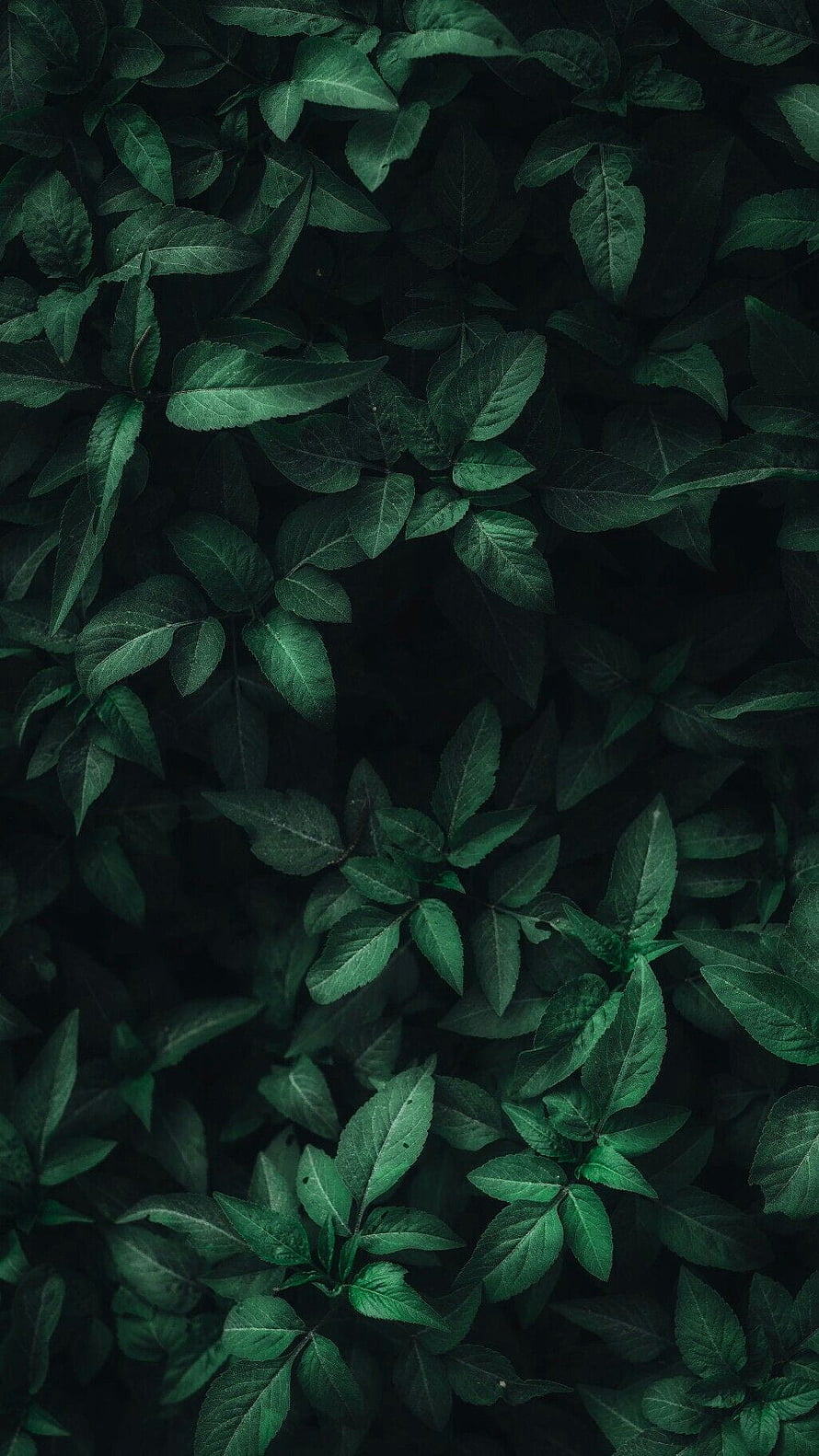 Dark Green Leaf Texture Background with Deep Shadowed Foliage HD phone wallpaper