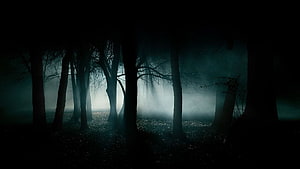 Eerie Foggy Forest at Night with Bare Trees and Mysterious Atmosphere HD wallpaper