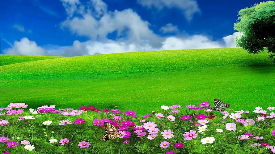 Vibrant Meadow Landscape With Colorful Cosmos Flowers And Butterflies Under Blue Sky HD wallpaper