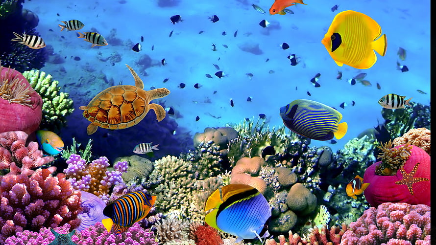 Vibrant Coral Reef Scene With Sea Turtle And Colorful Tropical Fish HD wallpaper