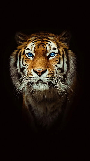 Majestic Tiger Portrait With Intense Blue Eyes Against Dark Background HD phone wallpaper
