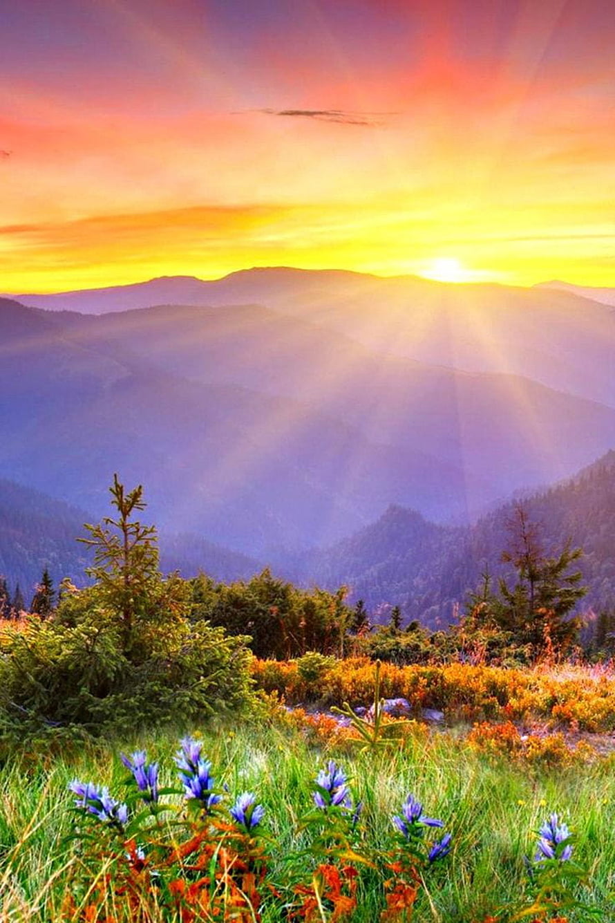 Vibrant Mountain Sunrise With Wildflowers And Golden Rays Over Misty Ridges HD phone wallpaper