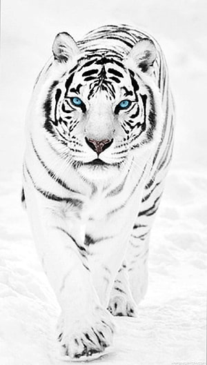 Majestic White Tiger Walking Through Snow With Striking Blue Eyes HD phone wallpaper