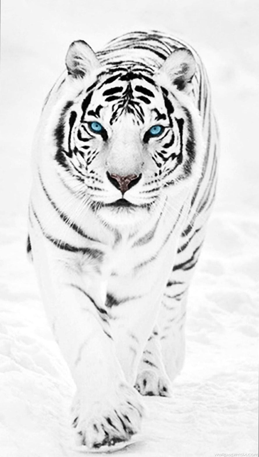 Majestic White Tiger Walking Through Snow With Striking Blue Eyes HD phone wallpaper