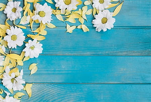 White daisies and yellow leaves arranged on a rustic turquoise wooden plank surface HD wallpaper