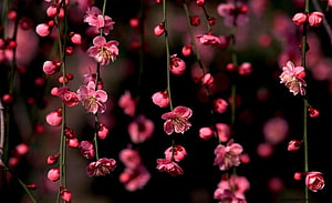Delicate Pink Plum Blossoms on Slender Branches Against a Dark Background HD wallpaper