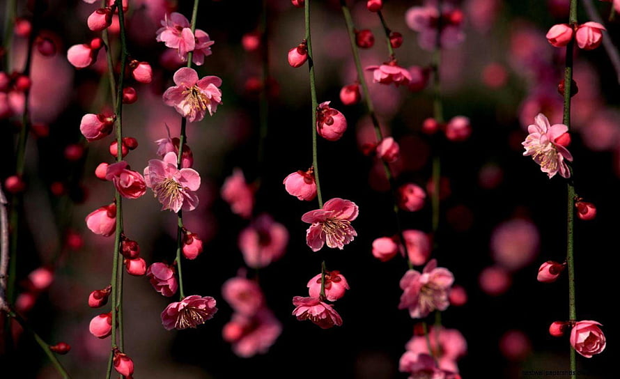 Delicate Pink Plum Blossoms on Slender Branches Against a Dark Background HD wallpaper