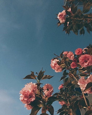 Pink Double Cherry Blossoms Against a Clear Blue Sky HD phone wallpaper