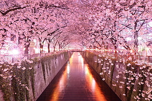 Illuminated Cherry Blossom Tunnel Over a Reflective Canal at Night HD wallpaper