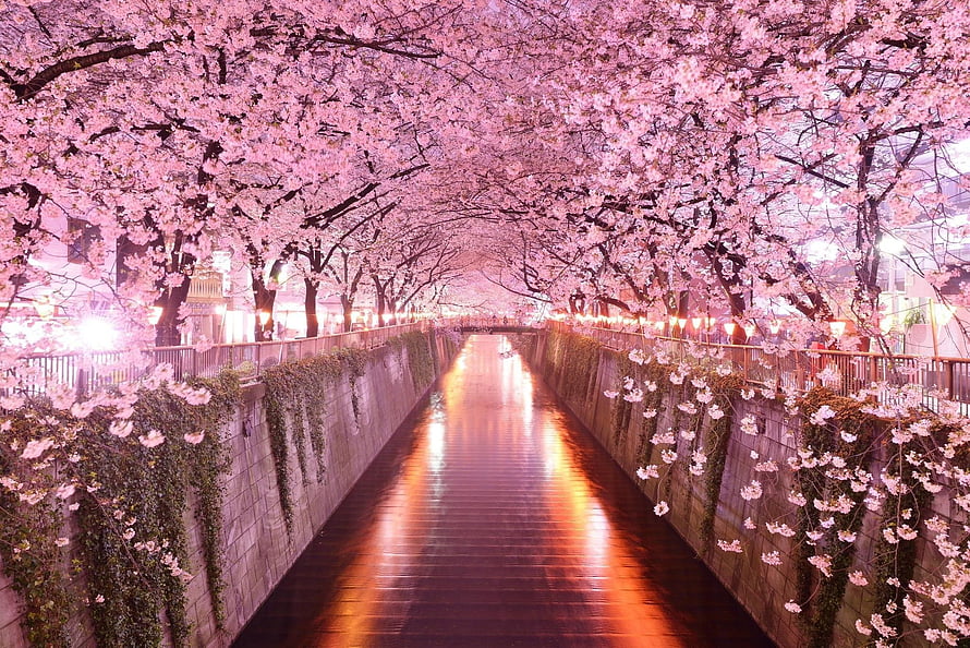 Illuminated Cherry Blossom Tunnel Over a Reflective Canal at Night HD wallpaper