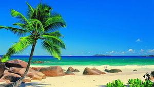 Tropical Beach Scene With Leaning Palm Tree, White Sand, and Turquoise Ocean Under a Clear Blue Sky HD wallpaper