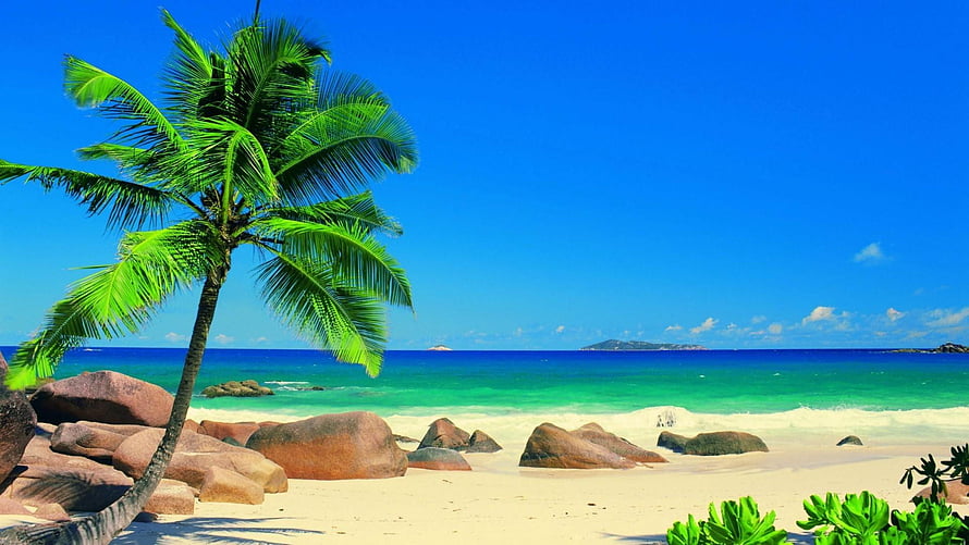 Tropical Beach Scene With Leaning Palm Tree, White Sand, and Turquoise Ocean Under a Clear Blue Sky HD wallpaper